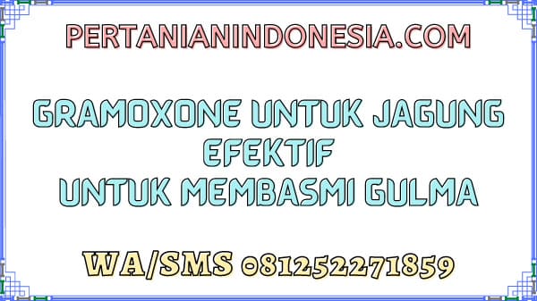 Gramoxone Untuk Jagung Efektif Untuk Membasmi Gulma 